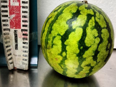 兵庫産 黄金羅王　TVで大人気　中玉スイカ1玉　ご家庭用③