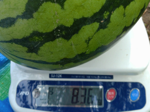 【単品🏣ゆうパック】スイカ🍉大玉🍉８キロサイズ☆大玉☆Ｌサイズ☆農薬、除草剤、化学肥料不使用🏣ゆうパック100サイズで発送☆