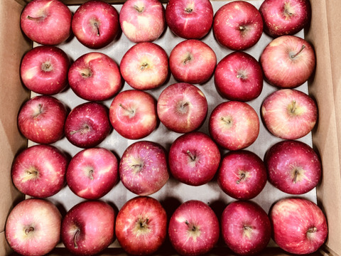 ★すぐに出荷★【加工用バラ詰め】極小玉のほのか（早生ふじ） ジュース、スイーツ、コンポート、すりおろし林檎　加工用・業務用🍎約4.5Kg　青森県産