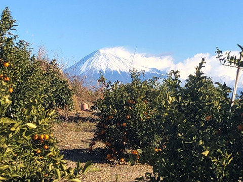 富士山が見える日当たりの畑で育てたポンカン。4.2ｋｇ+おまけ付