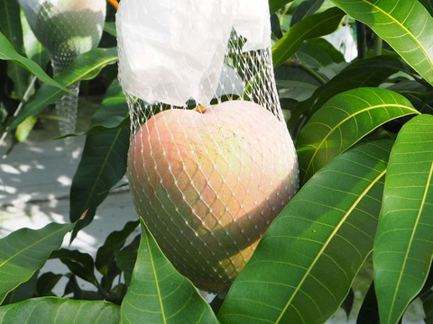 家庭用　高糖度で濃厚な味の完熟『紀州美浜しおさいマンゴー』2～4玉 1.0kg