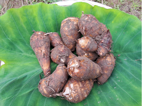 農薬化学肥料不使用 品種改良されていない 金沢の伝統野菜 「伝燈寺里芋」2袋