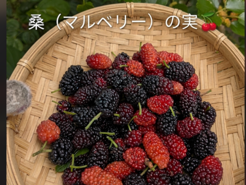 桑の実☆冷凍☆農薬等不使用☆自然栽培☆30個入り☆マルベリーの実☆スーパーフードマルベリー☆ヤマト連携冷凍便でお届け※数に限りがございますのでお一人様１袋分のみのご注文となります※桑の葉は含まれません