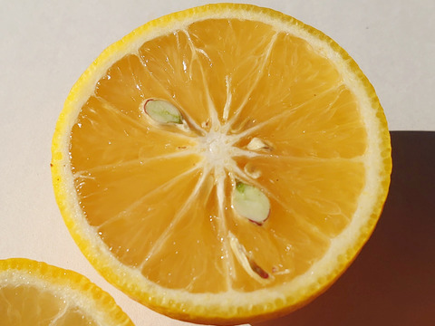 特売セール黄色く酸っぱに甘さが増した【自然栽培】 かぼす　5Kg