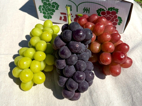 ☆信州のぶどうを食べ比べ☆ 長野県オリジナル品種クイーン