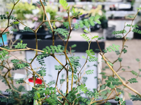 〜優しい空間を〜　苔玉ソフォラ