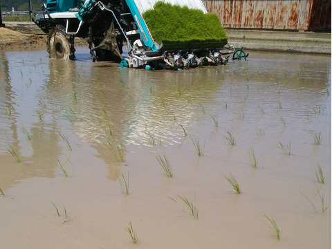 令和7年新米】 精米30kg コシヒカリ 淡路島産：兵庫県産のお米｜食べ