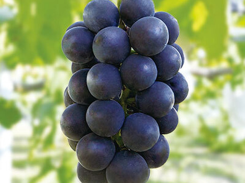 【なくなり次第終了】岡山産ブラックビート 2房｜ギフト映えNo.1の極上果実