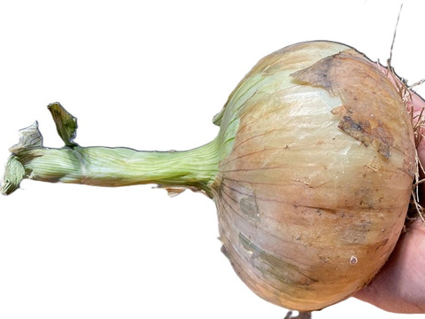 納豆菌栽培淡路島産　新玉ねぎ大玉10ｋｇ　兵庫認証品（残留農薬不検出）