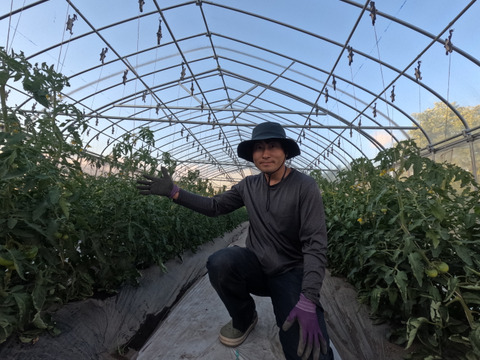 糖度7.9度の肉厚濃厚な収農花のトマト(ご家庭用・5kg)