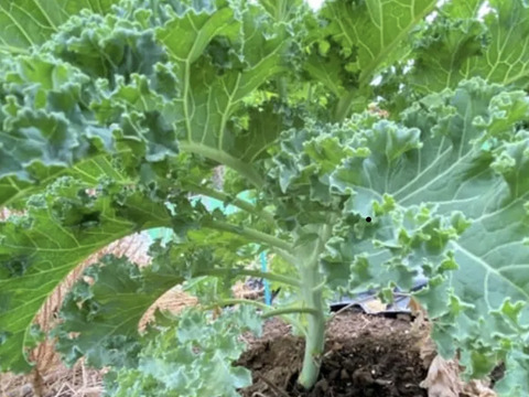 生食で食べられるカリーノケール！βカロテンをはじめビタミンE、Cなどを多く含んでいる栄養価の高い緑黄色野菜600gと
栄養素満点のスティックセニョール1.6k詰め合わせ