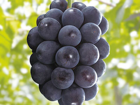【特秀品】予約特別価格！皮ごと食べる濃甘ぶどう★ナガノパープル｜濃厚な甘さとしっかり食感の極上ぶどう！2房