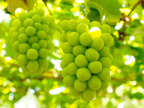 岡山県産朝採り甘くて果汁たっぷり！！
ｼｬｲﾝﾏｽｶｯﾄ家庭用約1㎏以上（2房〜3房）
【予約販売】2026年8月より販売予定！！
天候により月日が前後する場合が御座います。