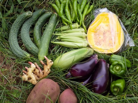 多様性を大切にする畑からの野菜　プラマルチなし　【お野菜のセット2倍量】不耕起草生　(種とり、農薬肥料不使用）