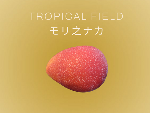 【TROPICAL FIELD モリ之ナカ】お試し規格♪　完熟マンゴー0.7㎏以上（2玉）果汁たっぷり、甘味と酸味も絶妙でコクのあるマンゴーです。マンゴー好きな方に是非！