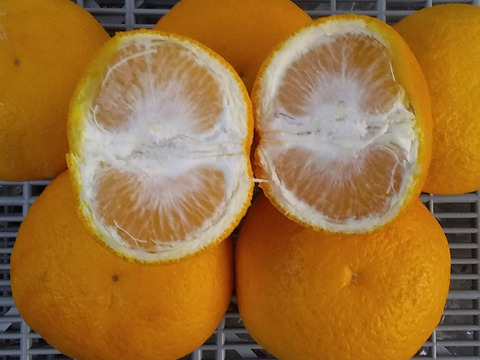 【冷やして美味しい】甘夏8kg和歌山産「冷蔵便」