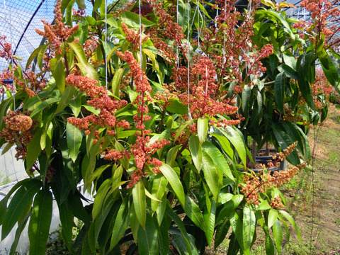 【限定】超稀少　でっかい1.2㎏前後の玉文マンゴー1玉