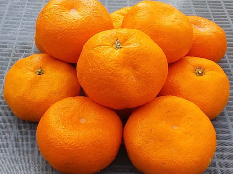 【美味】濃厚味青島みかん(4kg)和歌山産「常温便」