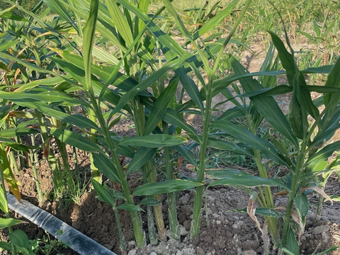 【農薬・化学肥料不使用】皮ごと使える　「熟成・土付き生姜」500g