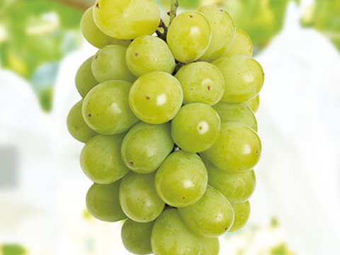 【まもなく終了！】岡山産 翠峰 1房｜超大粒！弾ける甘さに恋する夏を！