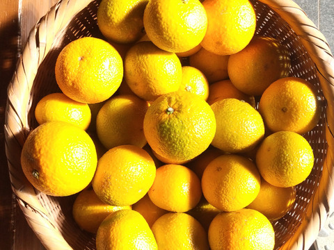 【柑橘食べ比べ】数量限定　スイートスプリング・黄金柑詰め合わせ4ｋｇ程度