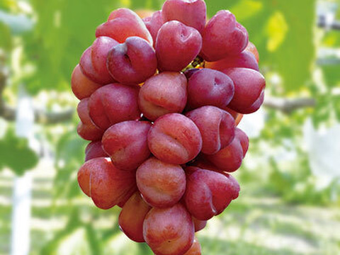 【特秀品】予約特別価格！『ハート形の大粒果実♡マイハート』種なしで皮のまま食べられる甘み豊かなぶどう！1房