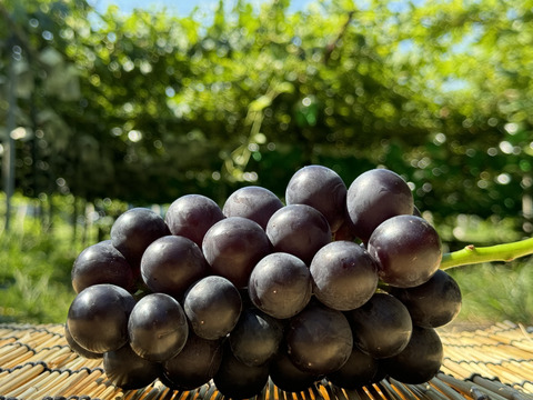 ぶどう【ブラックビート】1kg〜1.2kg前後(2〜3房) 山梨県産　種なし『常温便』