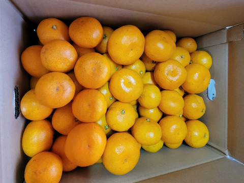 【特別栽培】和歌山県(桃山町産)　みかん【宮川早生】5kg。