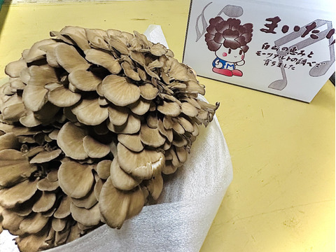 香り高い！肉厚の【まいたけ】（ご家庭用・贈答用　1株　650ｇ以上）
