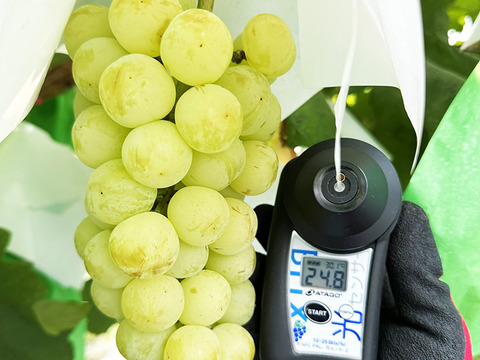 さわやかな甘さ！岡山県産瀬戸ジャイアンツ（約1.5kg、3～4房）