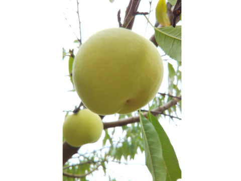 冬に食べられる超希少桃！【冬桃がたり】（贈答用・約1.5kg）