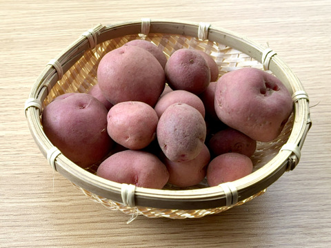 【値下げ】ちびちびサイズ！「アンデスレッド」 2キロ箱【規格外】