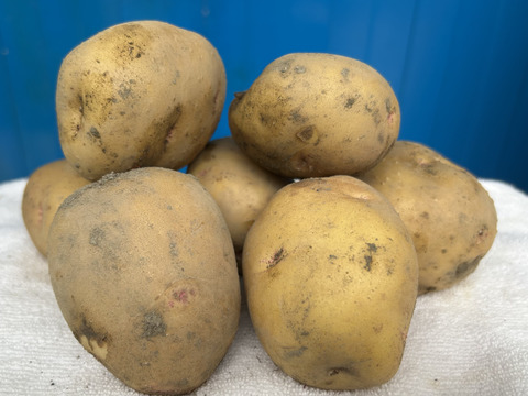 ホクホクきたあかり（L-LLサイズ）5kg ＊土付き・洗いの選択＊1KGずつの小分け梱包＊