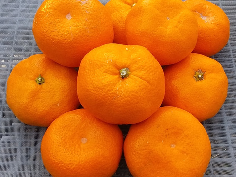 【美味】濃厚味青島みかん(4kg)和歌山産「常温便」