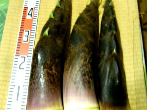 【最短発送】兵庫産朝掘りたけのこ3.5kg