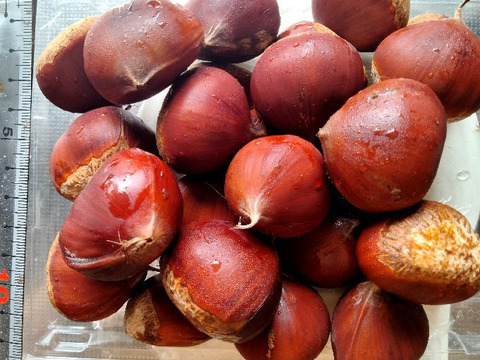 農薬不使用栽栽培　兵庫産　ホクホク甘い和栗（神鍋）　500ｇ②