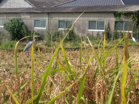 ササニシキ 2合 （300g）（2024） 自然栽培お茶農家が育てたお米　加茂自然栽培　農薬・肥料不使用