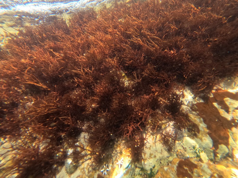 新物　乾燥　ふのり　春の味覚　3袋