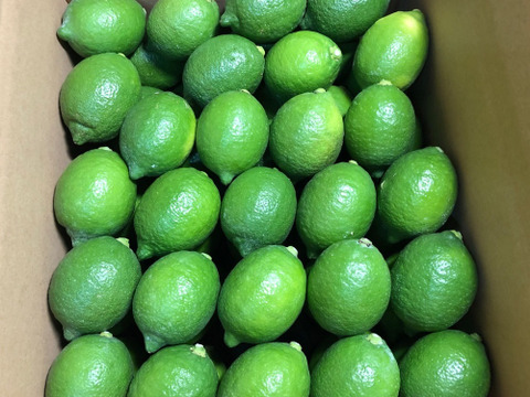 【果皮も安心】やさしい黒潮檸檬 1.8kg　節減対象農薬：当地比約75％減