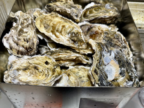 【水産庁補助事業 送料無料】🦪 生食用２ｋｇ 殻付き 牡蠣 （14〜30粒）牡蛎 殻付き牡蛎 kaki カキ 松島牡蠣屋 BBQに最適！🔥 海産物 オイスター  生牡蠣 A
