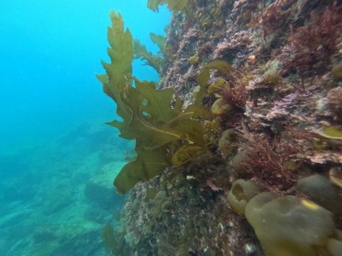 天然の生ワカメ！新わかめ