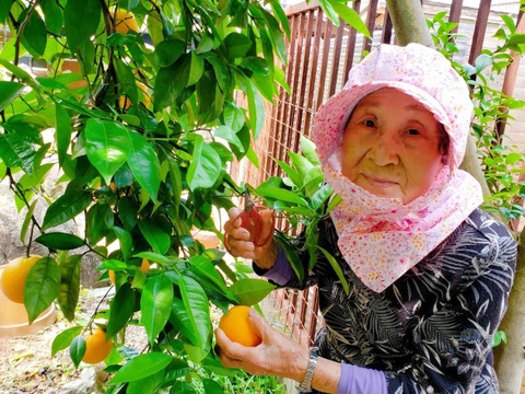 【今だけ!3Sサイズ3kg】94歳とみ子ばぁばの有田みかん
