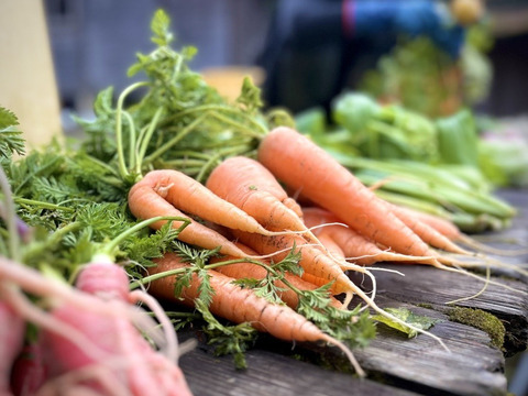 《驚くような甘み! 生がおすすめ》【京都美山産】雪下にんじん【4本 500g前後】
