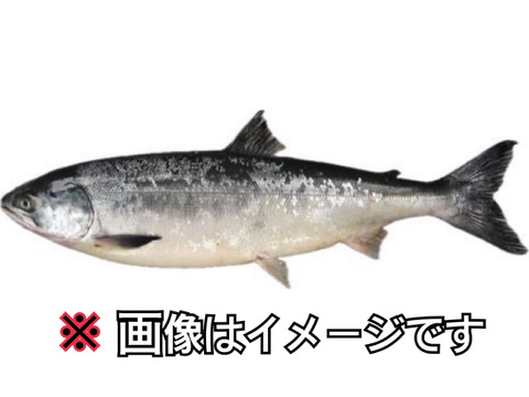 活締め 鮭【本日最終日】 サーモン (性別指定不可)