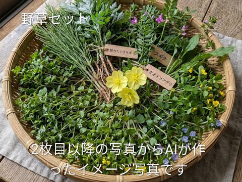 春のおまかせ野草セット🌿ヨモギ、ハコベ、スギナ、オオバコ、オオイヌフグリ、コツブツメクサ、カタバミ、コマツヨイグサ、コバンソウ、スベリヒユ、その他より6種類以上🌿 ※不用な野草はご連絡ください