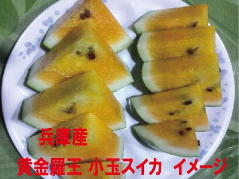兵庫産 黄金羅王　TVで大人気　小玉スイカ1玉　ご家庭用②