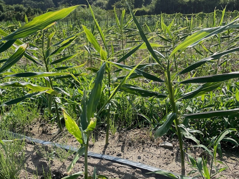 【農薬・化学肥料不使用】皮ごと使える　「熟成・土付き生姜」500g