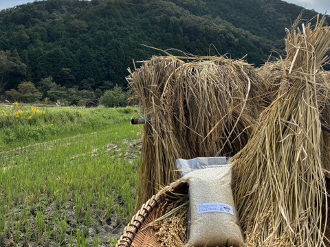 【超特栽❣️新米】きぬむすめ白米。ツヤと白さの“色白美人”、甘味と粘りのきれいな大粒‼️《超》特別栽培令和7年産能勢天神米“米王女👸”《2kg真空パック》保存クリップ付。