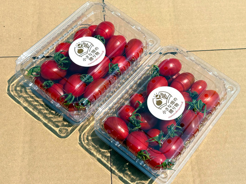 朝どれ高糖度フルーツトマト（シュガープラム） 800g