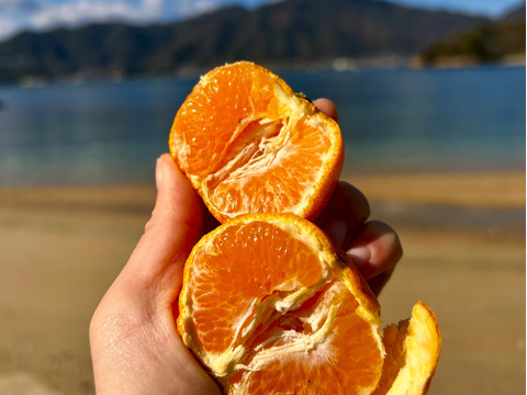 【予約】【 濃厚はるみ！】🍊高糖度 果肉プリプリ♪甘みと香り豊かな はるみ ７kg【数量限定／果汁じゅわっ】短い旬に楽しむ特別柑橘！